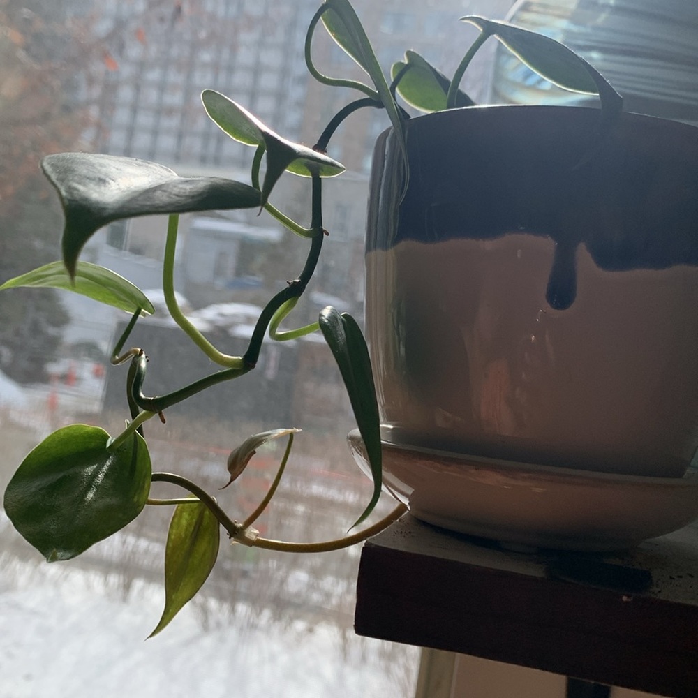 Philodendron hederaceum